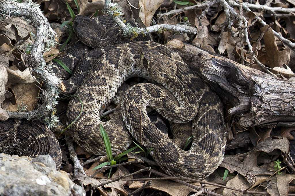 Rattlesnake-Lockhart州立公园